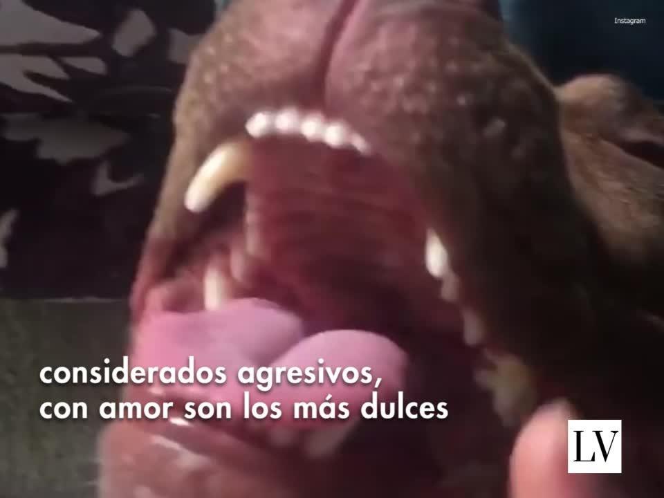 No compres, es mejor adoptar una mascota (1)