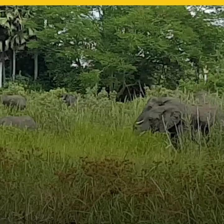 Elefante vs. cocodrilo