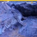 Leopardo de las nieves