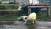 شاهد: الدببة القطبية تتجول في مجمع حديقة حيوان أوريغون