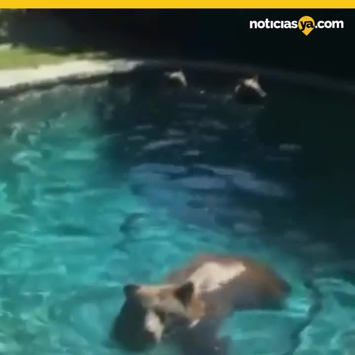 Osos en Monrovia