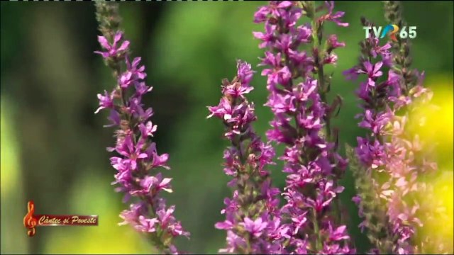 Rodica Manciu - Cand m-o facut mamuta (Cantec si poveste - TVR 3 - 07.11.2021)