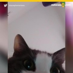 Gato se toma selfies