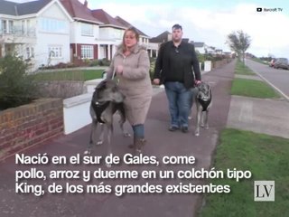 Major, el perro más grande del mundo