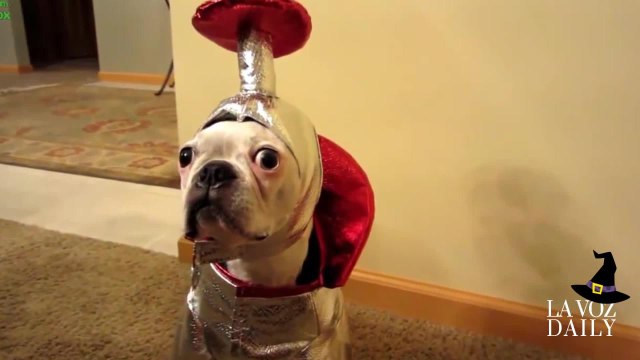 Disfraces para nuetras mascotas