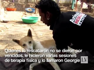 Este perro fue golpeado por un auto y quedó paralizado de sus patas traseras