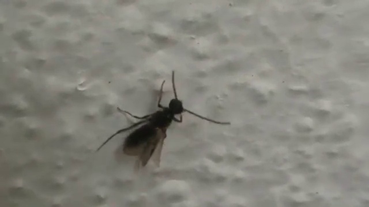 Vespa parasitoide