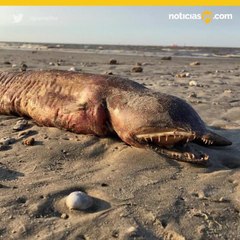 Aparece animal en las playas de Texas