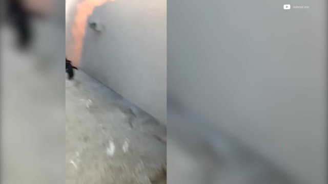 Pingüinos intentan escapar de zoológico de Dinamarca