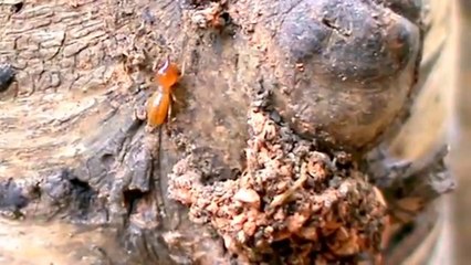 Cupins arborícolas ,Trilha de cupins _ Track Termites (Subordem Isoptera)