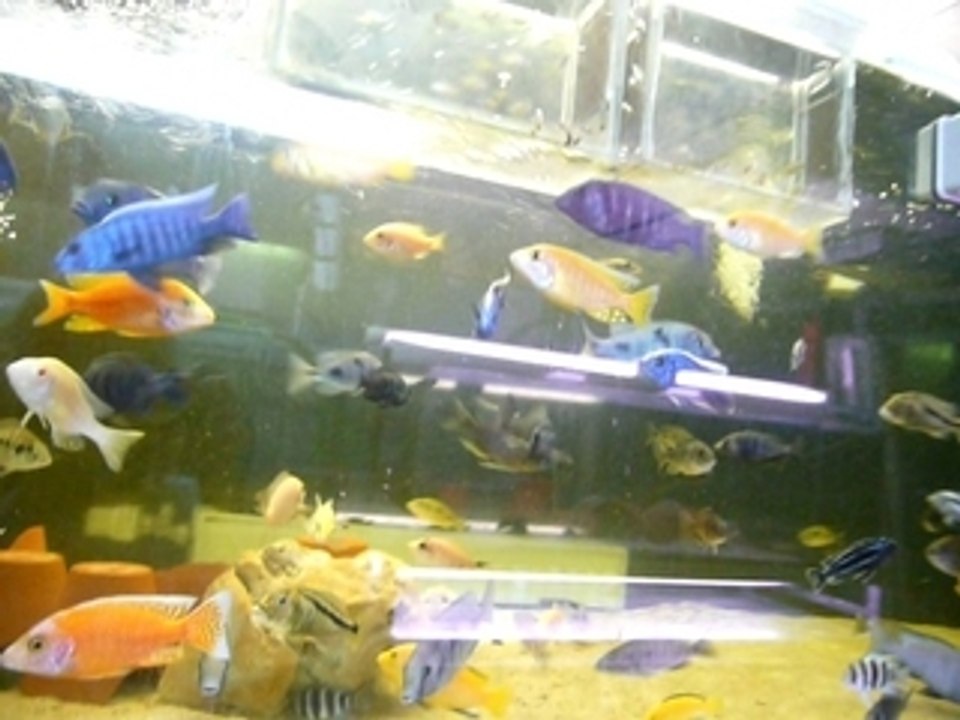 Poisson