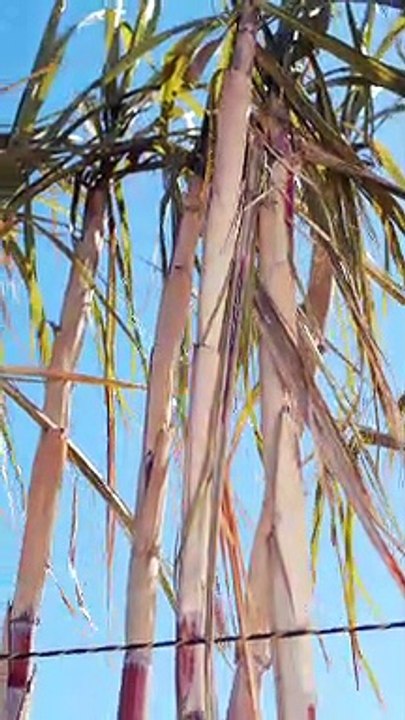 Bamboo Tree
