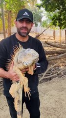 Este animal es el mejor actor de Hollywood y te dejará impresionado con  tremenda su astucia!