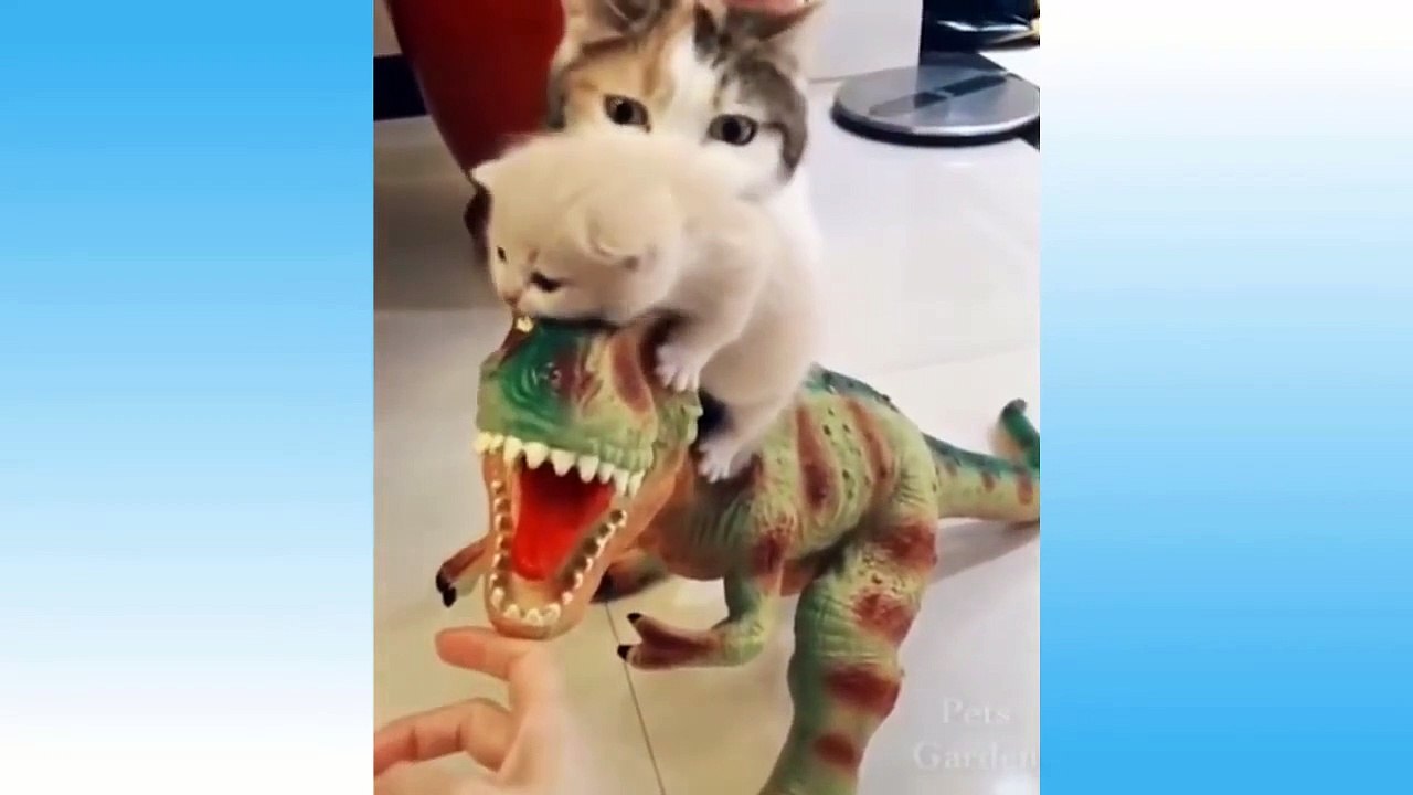Funniest Animals  - Try Not To Laugh  - Funny Domestic And Wild Animals' Life
