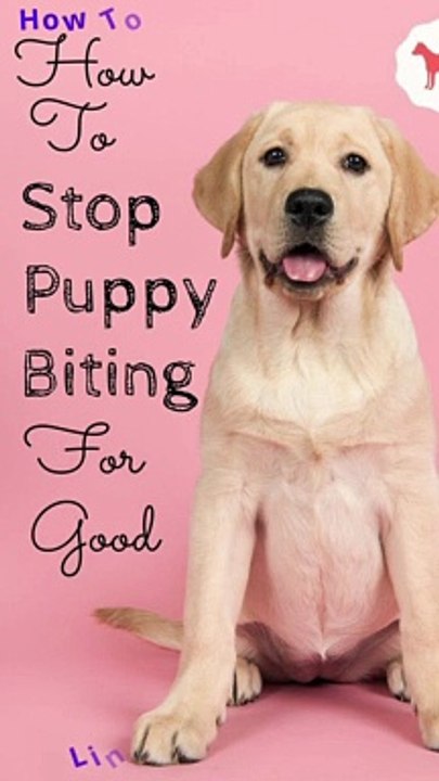 How To Stop Puppy Biting for good
