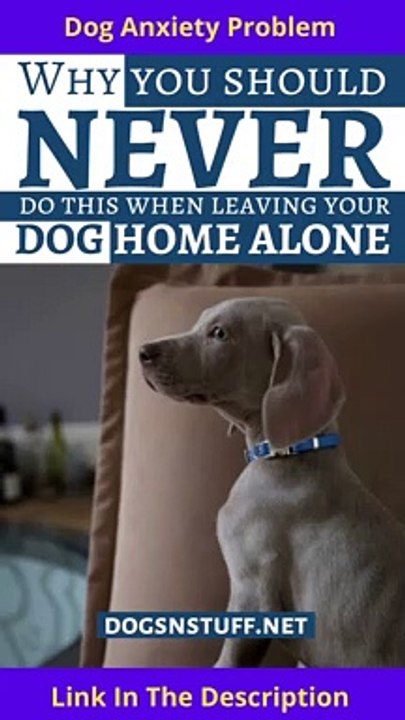Why You Should NEVER Do This When Leaving Your Dog Home Alone