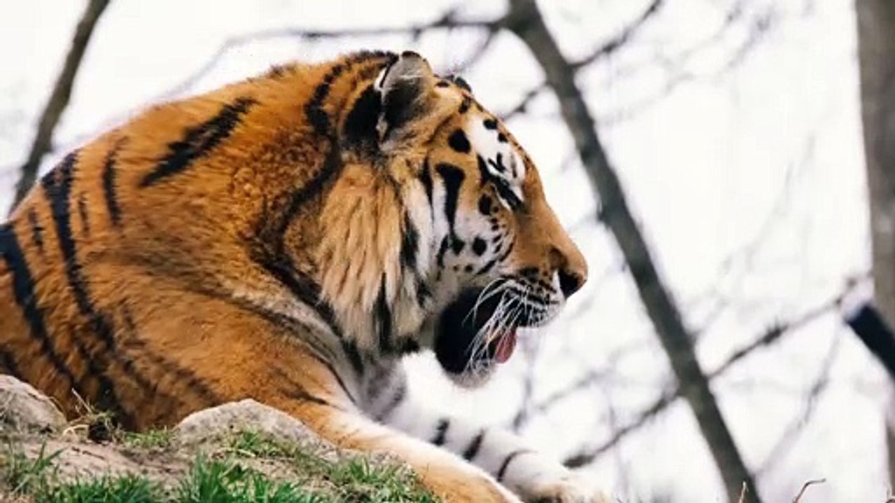 The Tiger