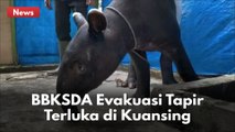 BBKSDA RIAU EVAKUASI TAPIR TERLUKA DI KUANSING !!