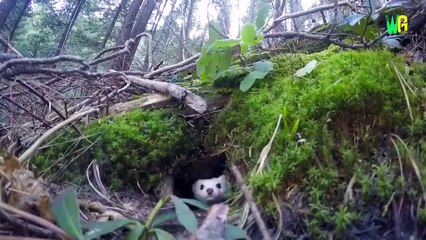 Top 10 World’s Rarest White Animals