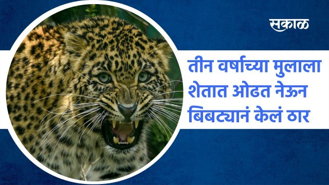 Karhad: तीन वर्षाच्या मुलाला शेतात ओढत नेऊन बिबट्यानं केलं ठार