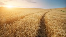 Le prix de blé atteint des records historiques : vive inquiétude sur les marchés