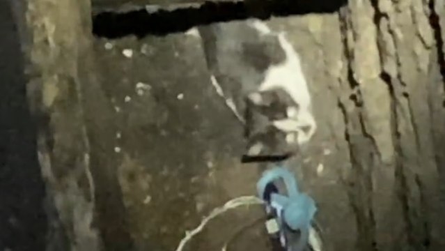 Maccagno con Pino e Veddasca (VA) - Salvato gatto bloccato in canna fumaria (15.11.21)