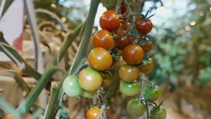 البيوت المحمية تحقق الاكتفاء الذاتي في آيسلندا