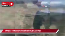 Yardım etmek istedikleri yaralı domuzun tepkisi karşısında neye uğradıkları şaşırdılar