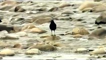 Himalayan Whistling Thrush in the middle of Himalayan stream