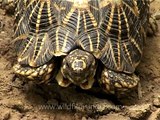 Indian star tortoise