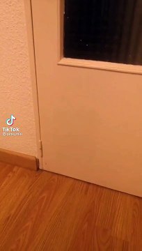 Un chat très mignon qui ressemble à celui du jeux Minecraft !