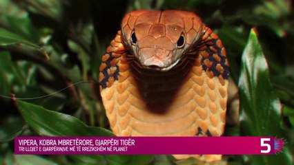 3 gjarpërinjtë më të rrezikshëm në botë, të mbyssin për pak sekonda
