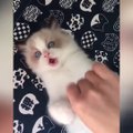 OMG So Cute Cats ♥ Best Funny Cat Videos 2021 ♥ cute and funny cat complement video #92
