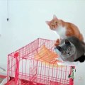 OMG So Cute Cats ♥ Best Funny Cat Videos 2021 ♥ cute and funny cat complement video #84