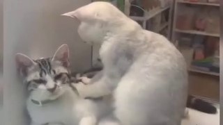 OMG So Cute Cats ♥ Best Funny Cat Videos 2021 ♥ cute and funny cat complement video #83