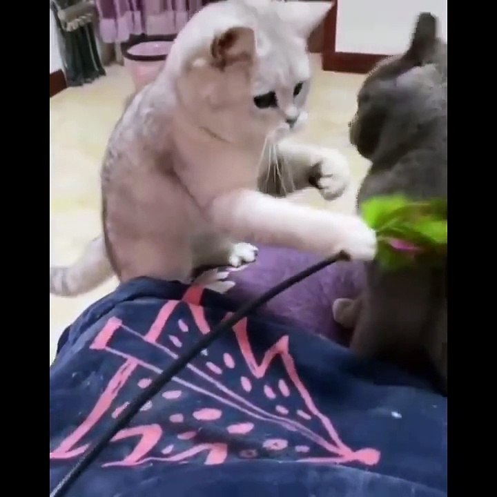 Funny Cats Video_#4