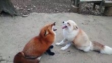 Una discusión muy interesante entre dos bonitas zorras!