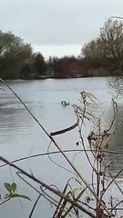 Swan showing signs of bird flu in Staining
