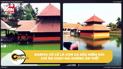 Một chú cá sấu healthy: Sống trong đền, hơn 70 năm chỉ ăn chay và chưa từng hại ai | Điện Ảnh Net