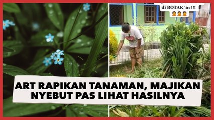 Minta ART Rapikan Tanaman Pandan di Halaman, Majikan Nyebut Pas Lihat Hasilnya: Ya Ampun