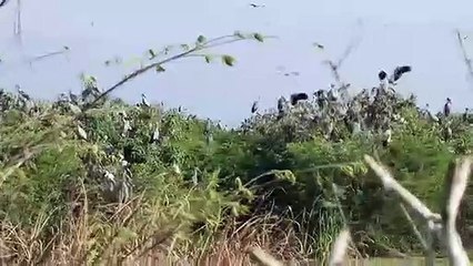 อ่างทอง ทุกข์ชาวสวนมะม่วงหลังนกปากห่างบุกยึดต้นมะม่วงเป็นที่อยู่อาศัยภายในสวนมะม่วงพื้นที่กว่า100ไร่มานานหลายปี