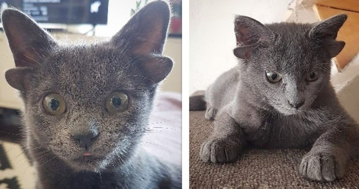 Ce chaton adorable possède deux paires d'oreilles et une tache blanche en forme de cœur sur le ventre