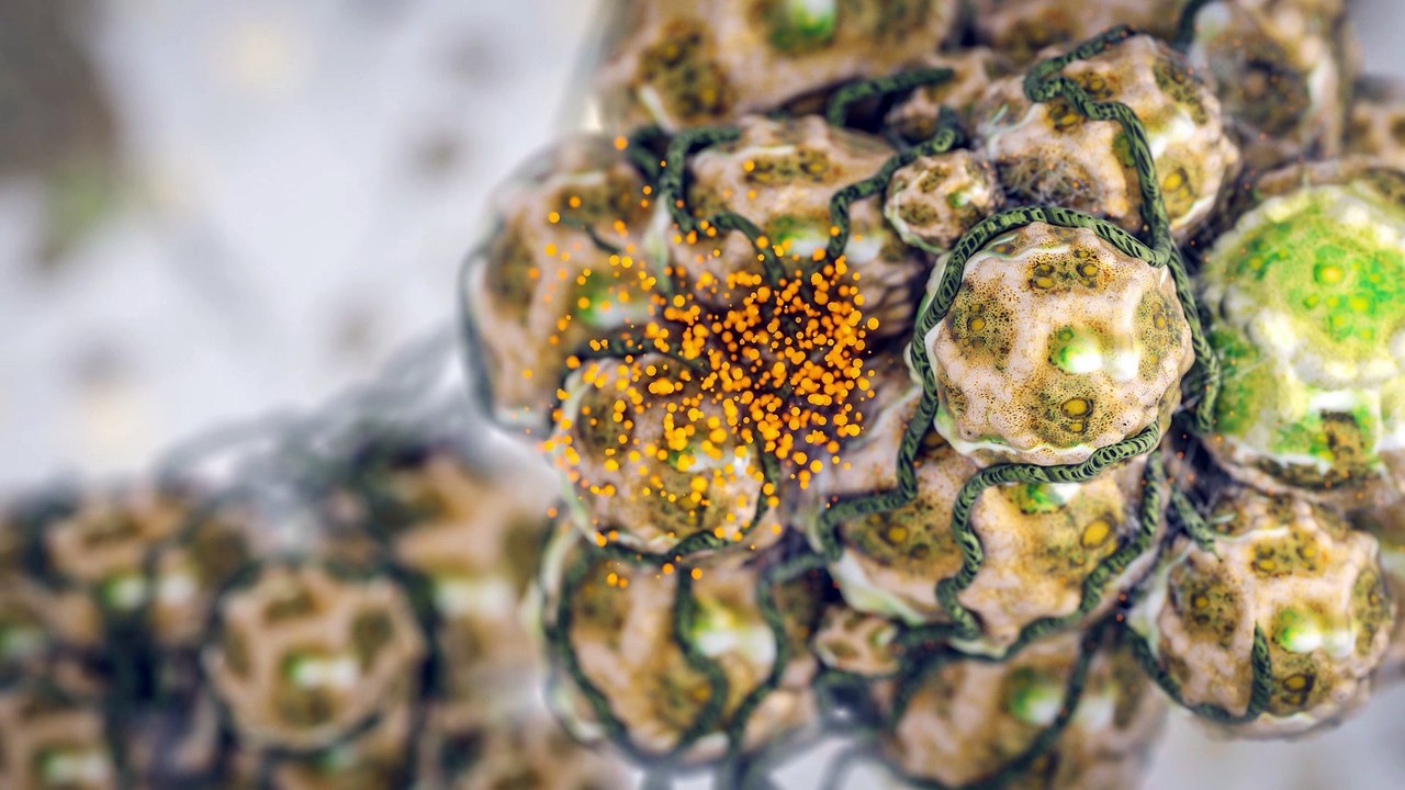 5 raisons de suivre le cours : Medical Mycology