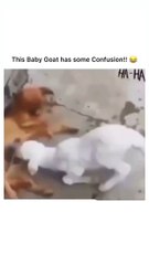 Baby goat has some confusion #baby goat funny videos 