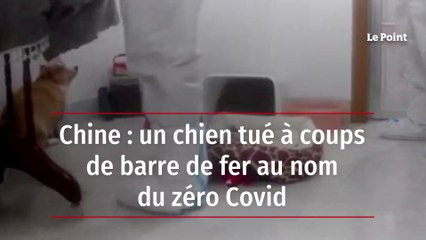 Chine : un chien tué à coups de barre de fer au nom du zéro Covid