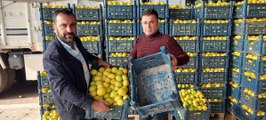 Kilosu 25 kuruşa kadar düştü! Kasanın fiyatı içindeki limonu geçti