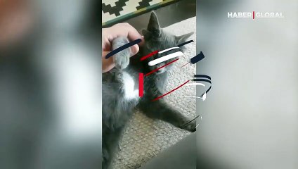 4 kulaklı doğan yavru kedi Midas sosyal medyada viral oldu!