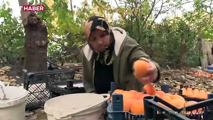 Bilecik'te cennet hurması bölgenin gelir kapısı oldu