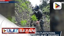Dalawang marijuana plantations, nadiskubre ng otoridad sa Mt. Province