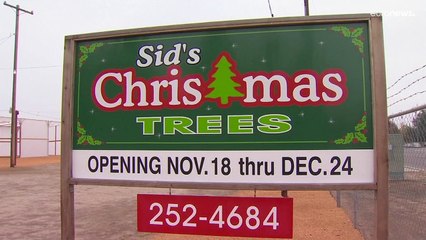 Veszélyben a karácsony Kaliforniában, kevesebb fenyőfa lesz